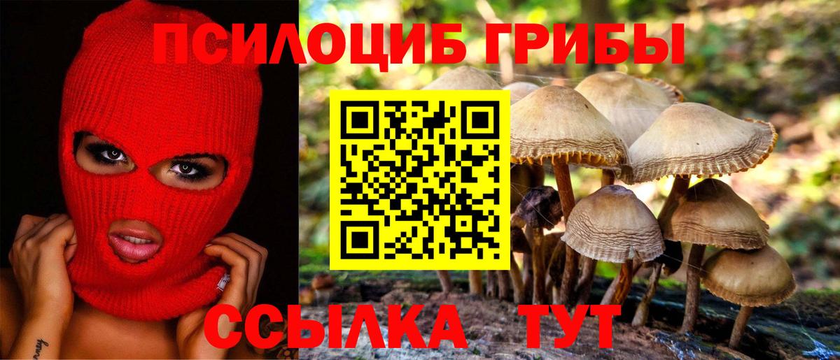 Галлюциногенные грибы Psilocybe Чебаркуль